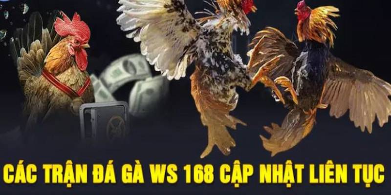 Sảnh cược gà WS168 vô cùng đẳng cấp