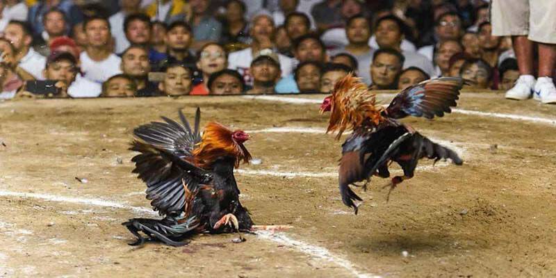 Thông tin sơ lược về sảnh đá gà QH88